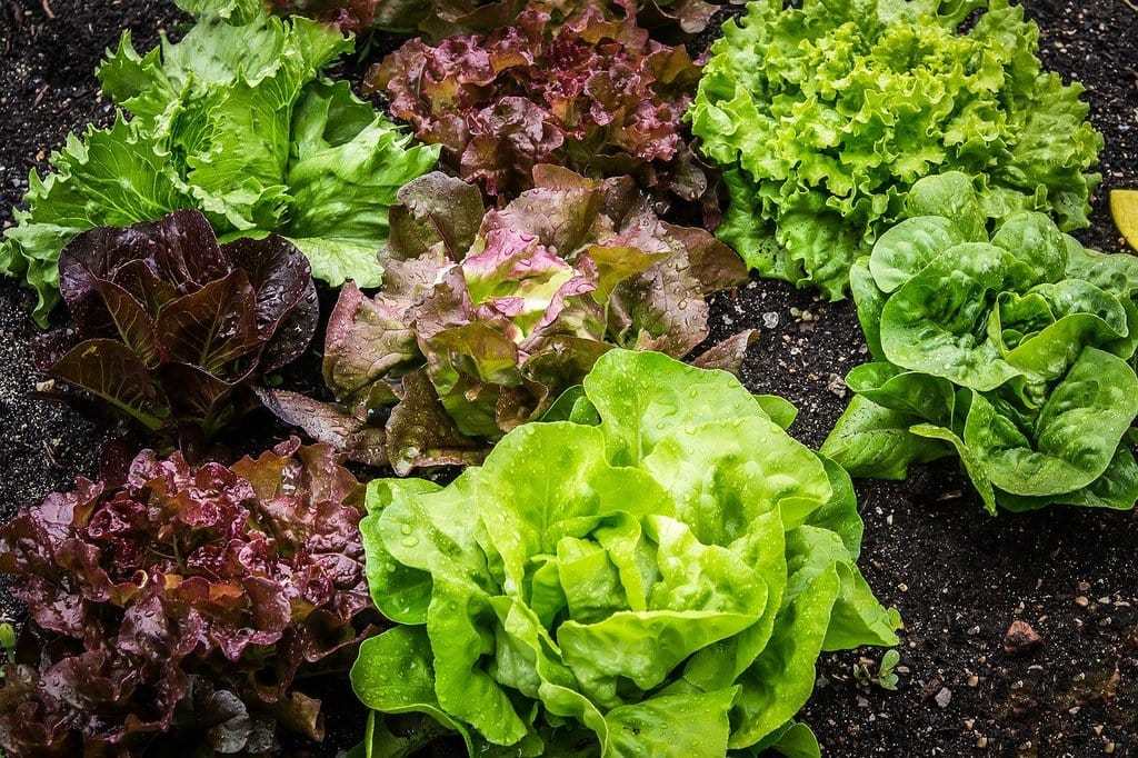 Techniques et types de paillage pour un jardin potager prospère